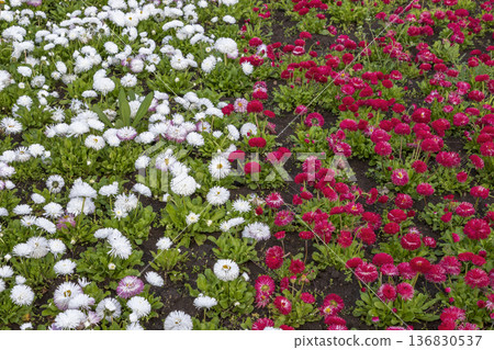 many white and red Common Daisy 136830537