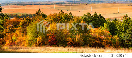 colorful trees colorful trees 136830543