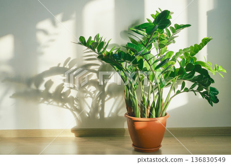 Zz plant in pot standing on wooden floor with sunlit shadow patterns Zz plant in pot standing on wooden floor with sunlit shadow patterns 136830549
