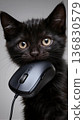 Black kitten holding computer mouse in mouth isolated on white background 136830579