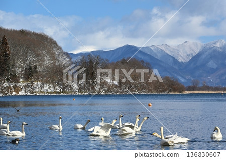 福島豬苗代湖上的天鵝 136830607