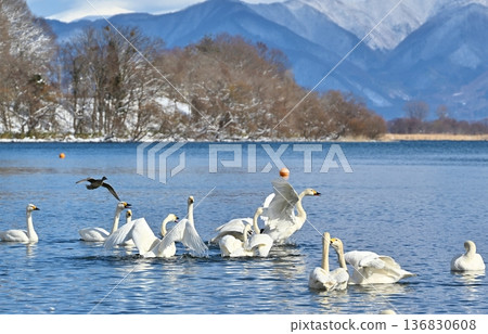 福島豬苗代湖上的天鵝 福島豬苗代湖上的天鵝 136830608