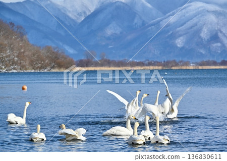 Swans on Lake Inawashiro, Fukushima 136830611