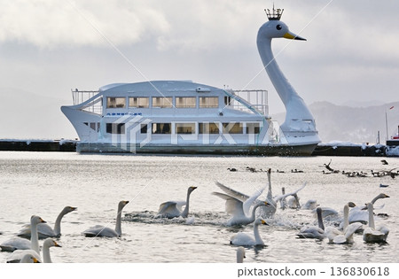 Swans and sightseeing boats on Lake Inawashiro, Fukushima Swans and sightseeing boats on Lake Inawashiro, Fukushima 136830618
