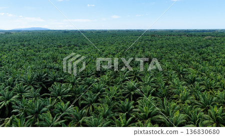 Vast palm oil plantation growing under blue sky Vast palm oil plantation growing under blue sky 136830680