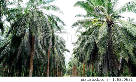 Palm oil plantation showing rows of tropical trees Palm oil plantation showing rows of tropical trees 136830681