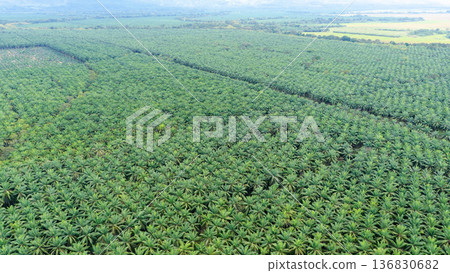 Aerial view vast palm oil plantation agriculture Aerial view vast palm oil plantation agriculture 136830682