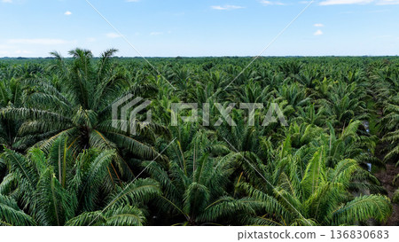 Palm oil plantation expanding under blue sky Palm oil plantation expanding under blue sky 136830683