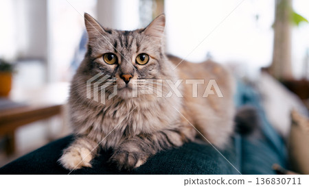 Domestic tabby cat resting on lap in cozy home Domestic tabby cat resting on lap in cozy home 136830711