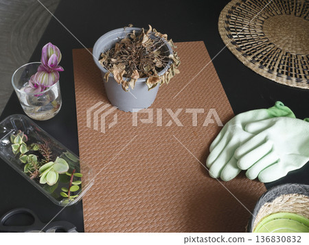 Caring for indoor plants at home. Potted flowers on a table in room. Tools, gloves, scissors, nature. Interior design. 136830832