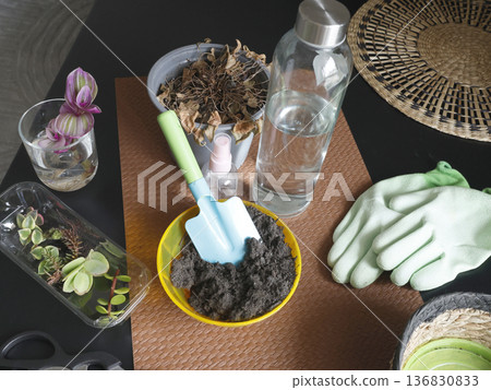 Caring for indoor plants at home. Potted flowers on a table in room. Tools, gloves, scissors, nature. Interior design. Caring for indoor plants at home. Potted flowers on a table in room. Tools, gloves, scissors, nature. Interior design. 136830833