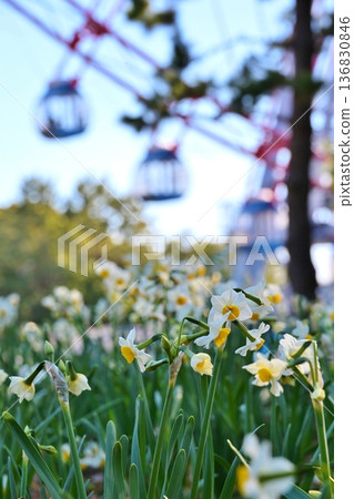 Daffodils and Ferris wheel at Kasai Rinkai Park, Tokyo 136830846