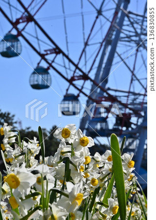 Daffodils and Ferris wheel at Kasai Rinkai Park, Tokyo Daffodils and Ferris wheel at Kasai Rinkai Park, Tokyo 136830855