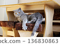 Playful gray cat with amber eyes striking paw in attack pose on cushioned wooden chair indoors. 136830863