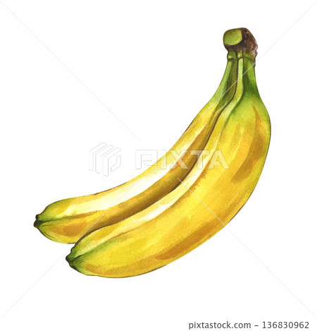 A bunch of two ripe bananas on an isolated background. Watercolor illustration of realistic yellow fruits. Botanical clipart in natural colors for the design of healthy food and baby food themes. 136830962