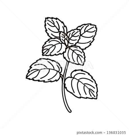 [草本]薄荷_線描圖 136831035