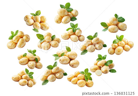 Multiple clusters of fresh raw potatoes with green leaves isolated on a white background, organic food and harvest concept 136831125