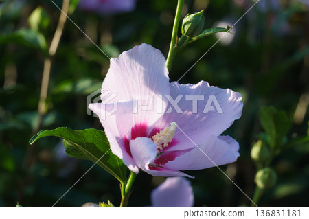 Mukugawa no Hana Mukugawa no Hana 136831181