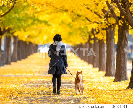 Golden ginkgo trees line the street, where students and Shiba Inu dogs walk 136831411