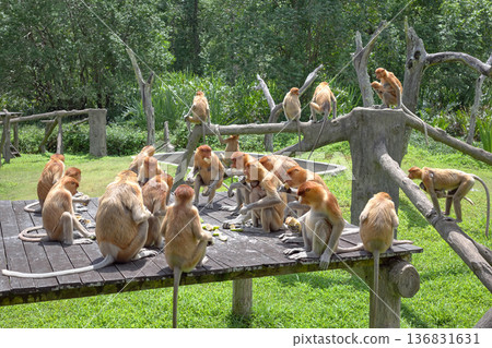 Proboscis monkeys, endemic species to island of Borneo, Malaysia. 136831631