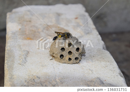 Break a hornet's nest of clay. Nests of clay belonging wasp. Clay camera in the nest and store food for larvae of them. The socket has input and ventillyatsionnye openings Break a hornet's nest of clay. Nests of clay belonging wasp. Clay camera in the nest and store food for larvae of them. The socket has input and ventillyatsionnye openings 136831731
