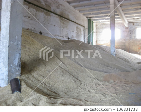 Heap of grains of barley and wheat in stock 136831738