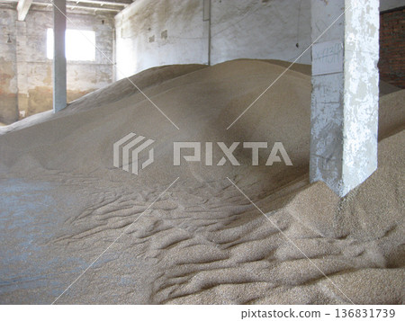 Heap of grains of barley and wheat in stock 136831739