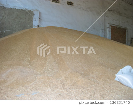Heap of grains of barley and wheat in stock Heap of grains of barley and wheat in stock 136831740