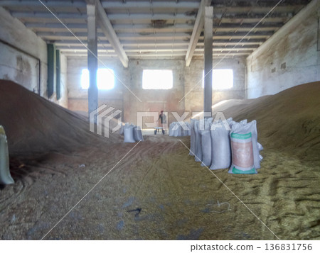 Heap of grains of barley and wheat in stock 136831756