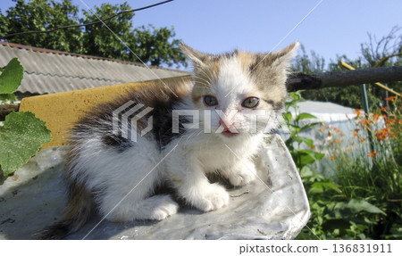 Red-haired cat, domestic pet. Favorite pets in our homes 136831911