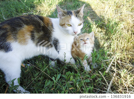 Red-haired cat, domestic pet. Favorite pets in our homes Red-haired cat, domestic pet. Favorite pets in our homes 136831916
