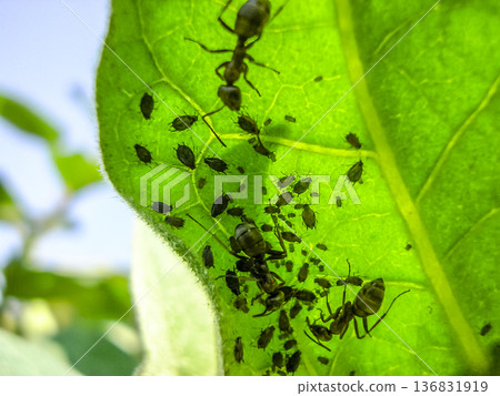 Ants graze a colony of aphids on the inside of the leaf. 136831919