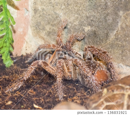 Tarantula in the terrarium Tarantula in the terrarium 136831921