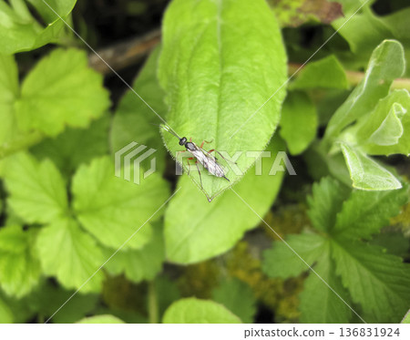 Ichneumonidae. a real rider. Hymenoptera insect. Ichneumonidae. a real rider. Hymenoptera insect. 136831924