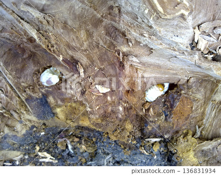 Larva of a bark beetle in a rotten stump. Larva of a bark beetle in a rotten stump. 136831934