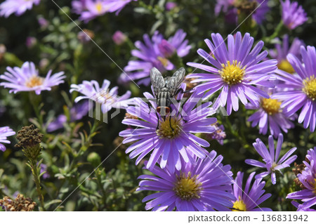 Fly on the flowers. Dipterous insect Fly on the flowers. Dipterous insect 136831942
