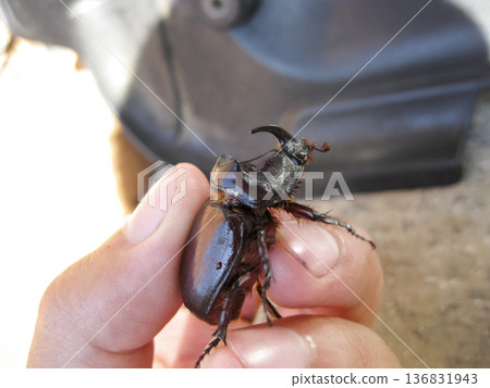 The rhinoceros beetle is in the hands of man. A rigid-winged insect. 136831943