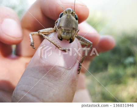 A brown grasshopper in man's pockets. the jaws of a grasshopper. A brown grasshopper in man's pockets. the jaws of a grasshopper. 136831946