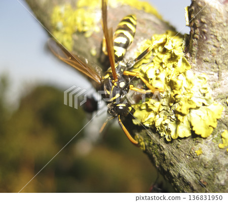 A wasp on a tree branch. Hymenoptera insect. A wasp on a tree branch. Hymenoptera insect. 136831950