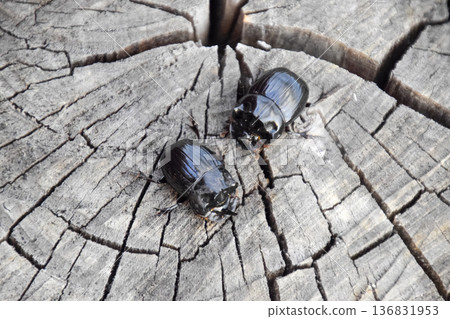 A rhinoceros beetle on a cut of a tree stump. A pair of rhinoceros beetles 136831953