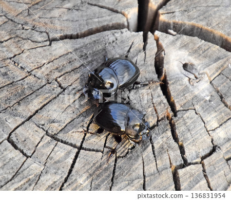 A rhinoceros beetle on a cut of a tree stump. A pair of rhinoceros beetles 136831954