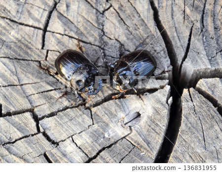 A rhinoceros beetle on a cut of a tree stump. A pair of rhinoceros beetles A rhinoceros beetle on a cut of a tree stump. A pair of rhinoceros beetles 136831955