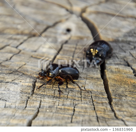 A rhinoceros beetle on a cut of a tree stump. A pair of rhinoceros beetles A rhinoceros beetle on a cut of a tree stump. A pair of rhinoceros beetles 136831960