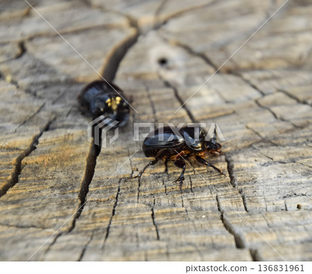 A rhinoceros beetle on a cut of a tree stump. A pair of rhinoceros beetles A rhinoceros beetle on a cut of a tree stump. A pair of rhinoceros beetles 136831961