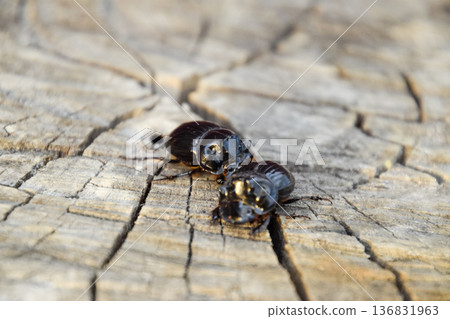 A rhinoceros beetle on a cut of a tree stump. A pair of rhinoceros beetles A rhinoceros beetle on a cut of a tree stump. A pair of rhinoceros beetles 136831963