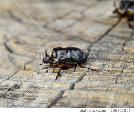 A rhinoceros beetle on a cut of a tree stump. A pair of rhinoceros beetles 136831965