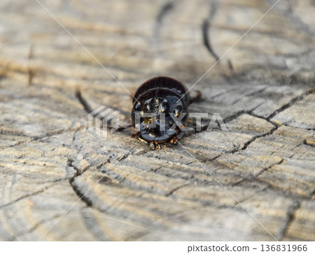 A rhinoceros beetle on a cut of a tree stump. A pair of rhinoceros beetles A rhinoceros beetle on a cut of a tree stump. A pair of rhinoceros beetles 136831966