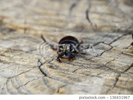 A rhinoceros beetle on a cut of a tree stump. A pair of rhinoceros beetles 136831967