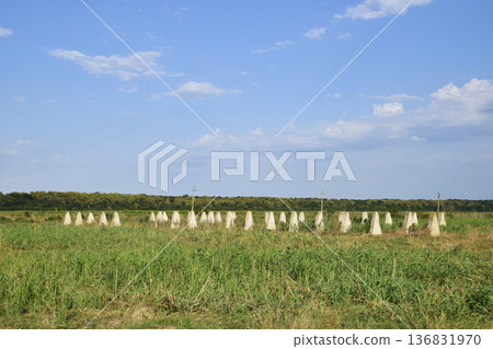 The ruins of the old farm. Cones column base of the wall. Abandoned and ruined buildings 136831970