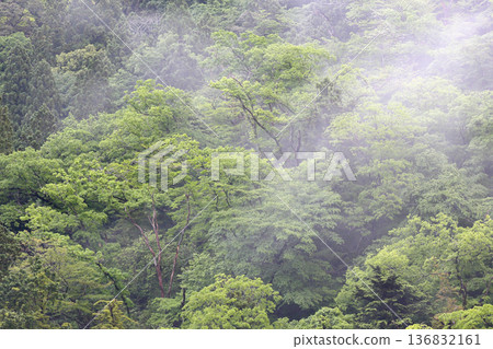 A forest shrouded in morning mist in Kawane, Shizuoka Prefecture A forest shrouded in morning mist in Kawane, Shizuoka Prefecture 136832161